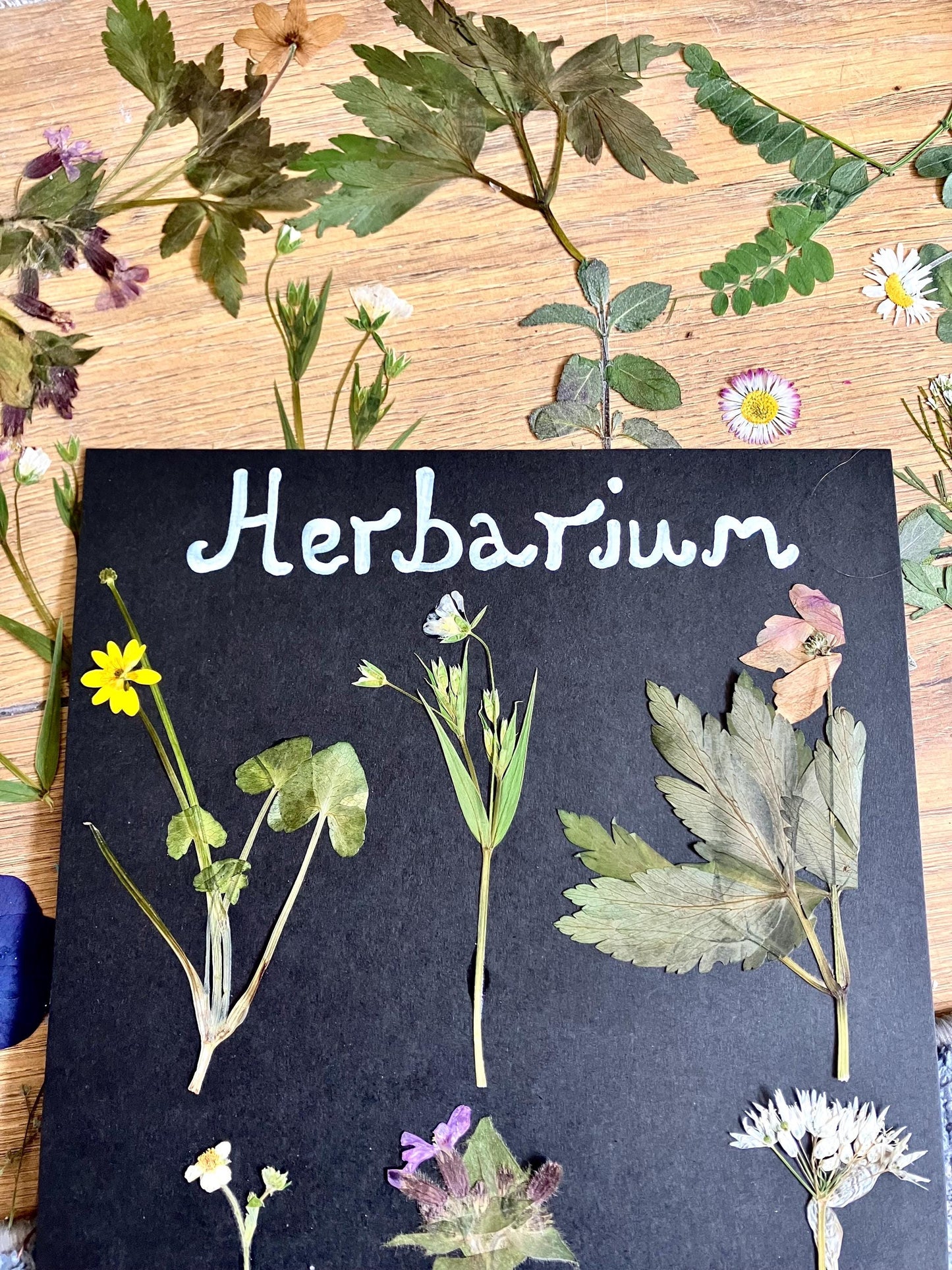 Dried English wildflower Flower Herbarium-  pressed wild and  botanical art in an A4 wooden frame, rustic cottage wall,  rare Gift for home