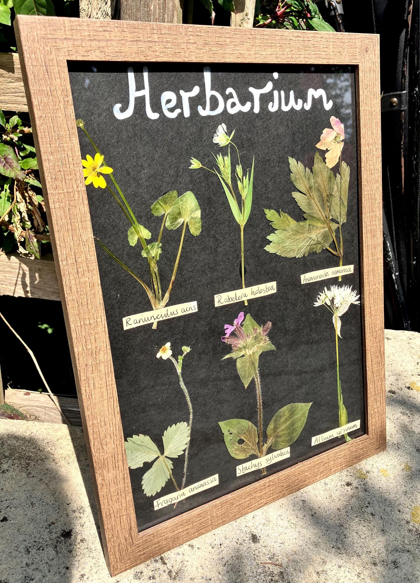 Dried English wildflower Flower Herbarium-  pressed wild and  botanical art in an A4 wooden frame, rustic cottage wall,  rare Gift for home