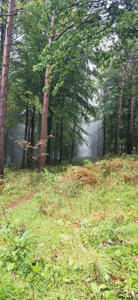 Real flowers preserved necklace, Valentine's, 22mm solid 925 silver circle on solid 925 silver chain, Magical garden, handmade in Yorkshire.
