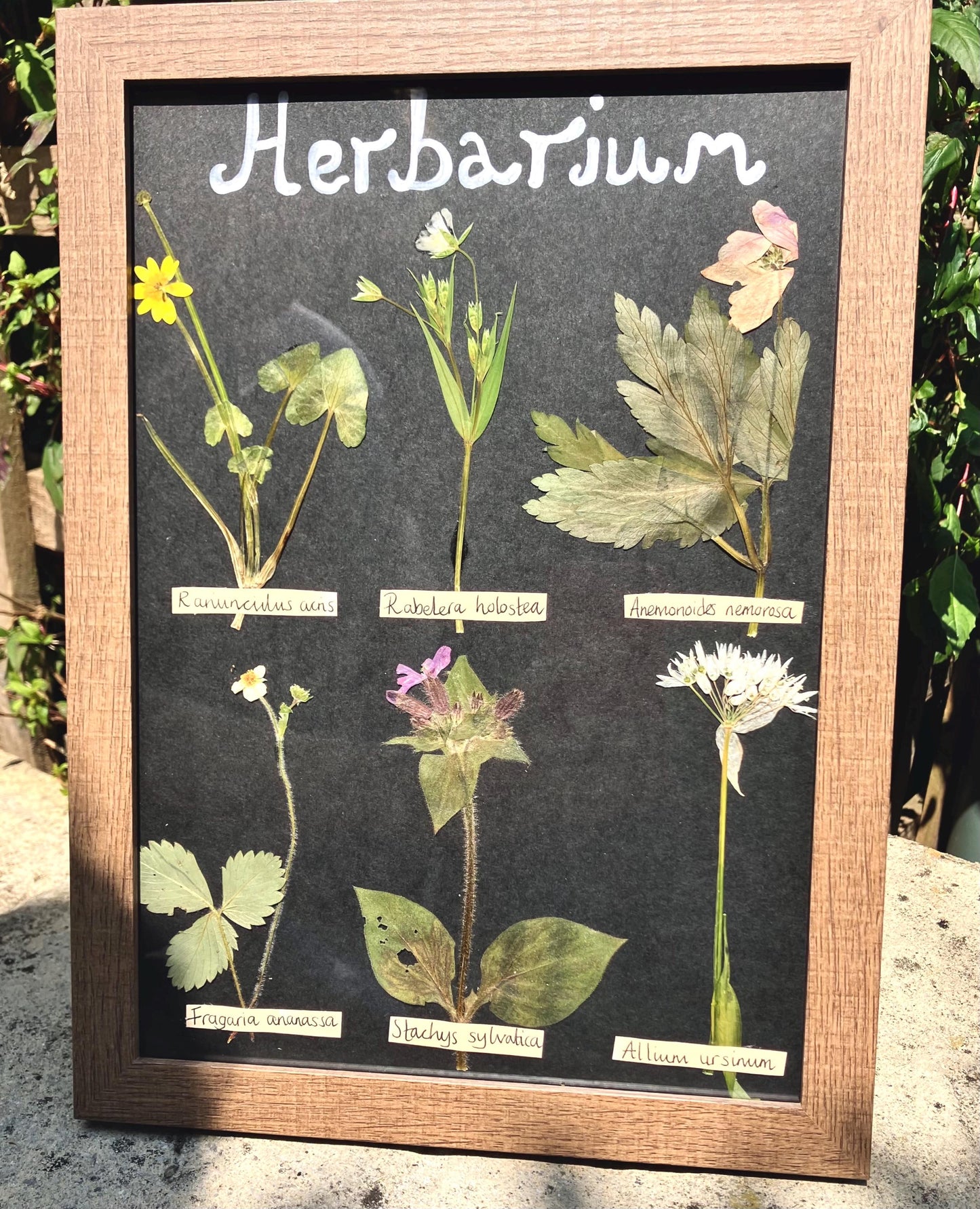 Dried English wildflower Flower Herbarium-  pressed wild and  botanical art in an A4 wooden frame, rustic cottage wall,  rare Gift for home