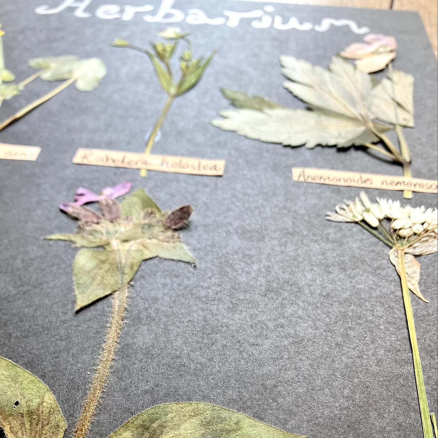 Dried English wildflower Flower Herbarium-  pressed wild and  botanical art in an A4 wooden frame, rustic cottage wall,  rare Gift for home