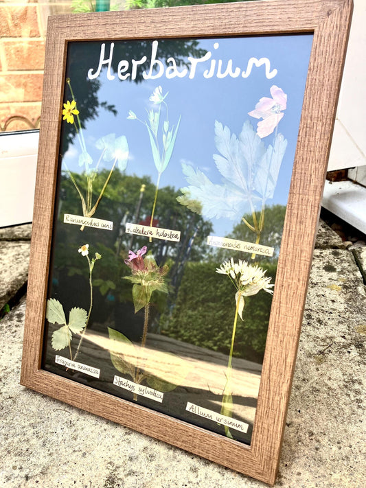 Dried English wildflower Flower Herbarium-  pressed wild and  botanical art in an A4 wooden frame, rustic cottage wall,  rare Gift for home